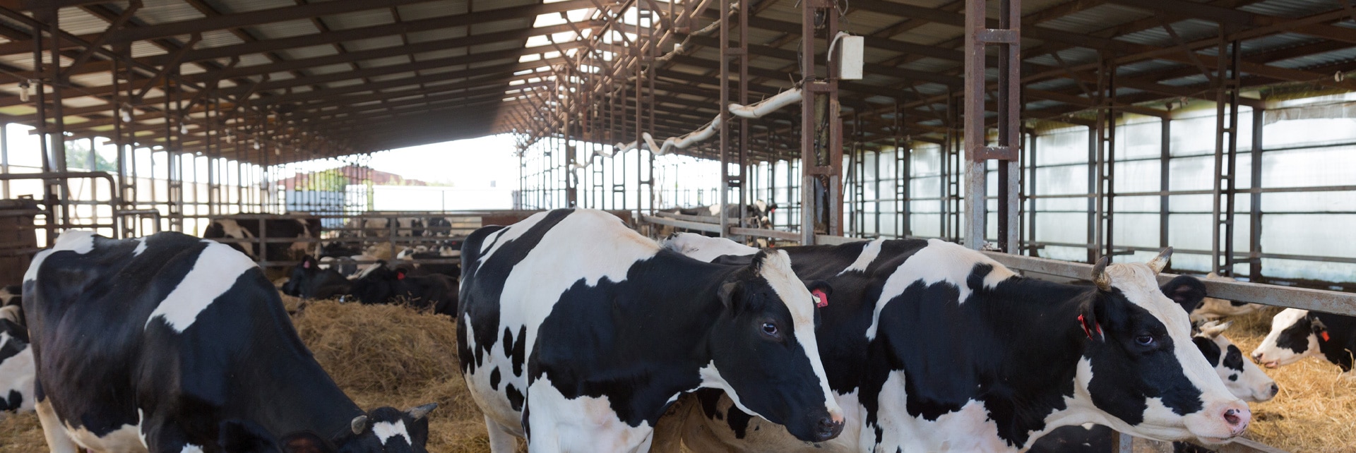 Cattle Buildings