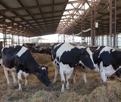 Cattle Buildings