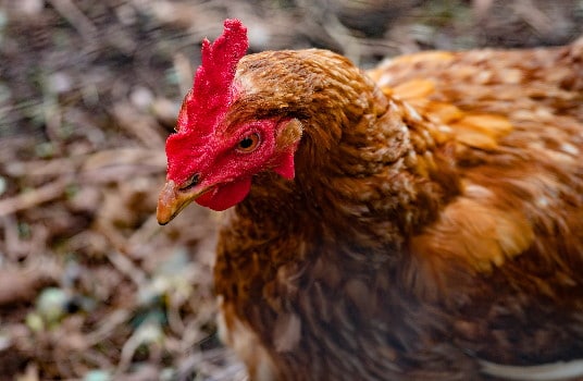 Chicken - Steel Poultry Building