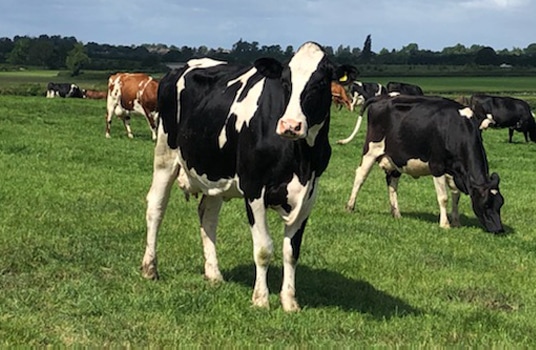 Cow Buildings