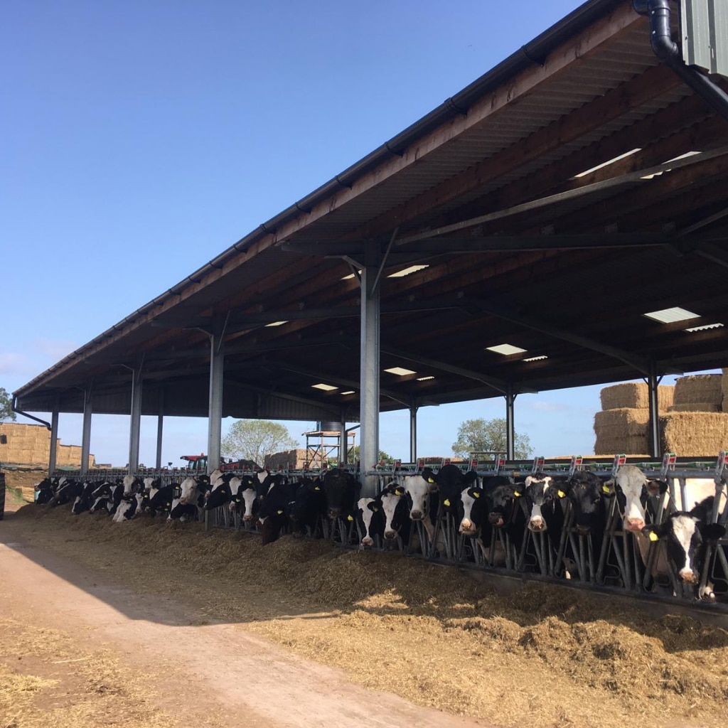 Steel Livestock Building for Cows