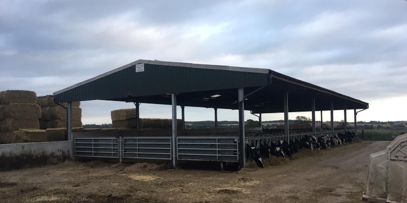 Cows in Livestock Building