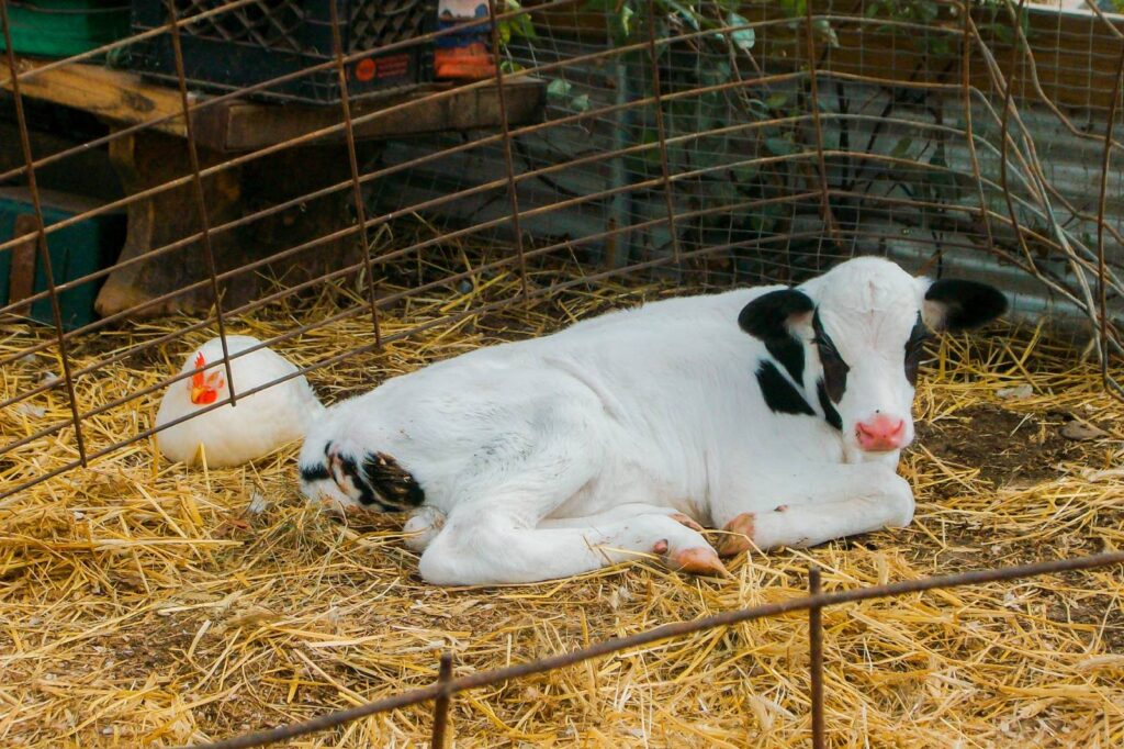 Livestock sitting on a pile of hay