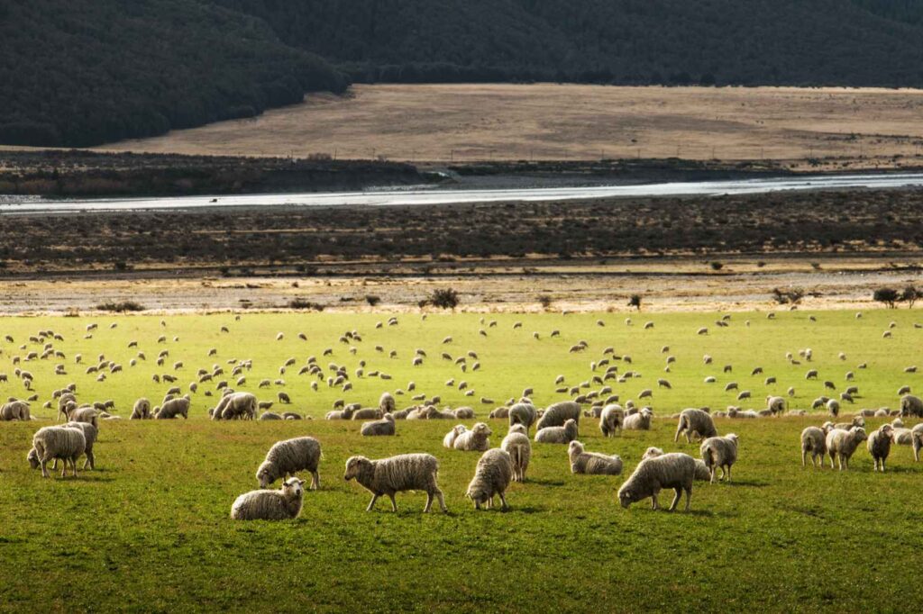 Collection of sheep in a field